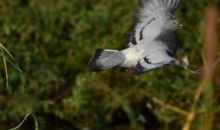 野鸽子结局 野鸽子结局